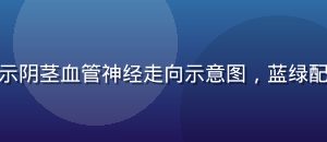 男性健康科普图，展示阴茎血管神经走向示意图，蓝绿配色专业医学插图风格