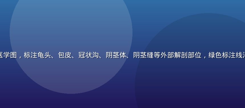 阴茎外部结构详解医学图，标注龟头、包皮、冠状沟、阴茎体、阴茎缝等外部解剖部位，绿色标注线清晰区分各结构边界
