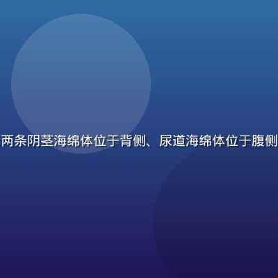 阴茎横截面医学解剖图，圆形截面显示两条阴茎海绵体位于背侧、尿道海绵体位于腹侧，白膜包裹清晰可见，深绿色专业配色