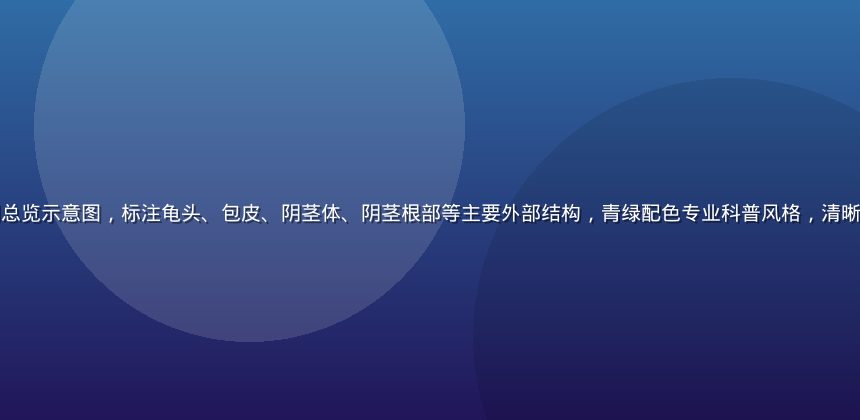阴茎结构图医学解剖总览示意图，标注龟头、包皮、阴茎体、阴茎根部等主要外部结构，青绿配色专业科普风格，清晰展示各部位位置关系